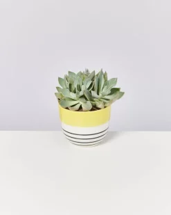 Discount Flores Ubertopf Gelb Schwarz Gestreift Ubertopfe