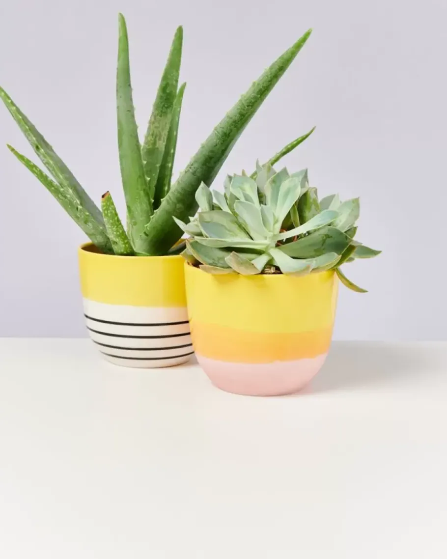 Discount Flores Ubertopf Gelb Schwarz Gestreift Ubertopfe
